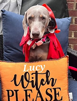 Lucy - Weimaraner
