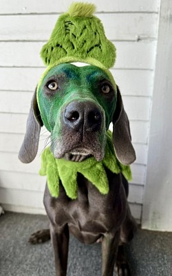Gertie - Weimaraner