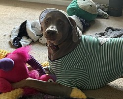 Willy - Weimaraner