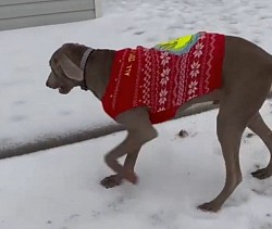 Adam Sven - Weimaraner