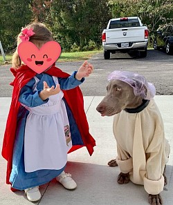 Tyr - Weimaraner
