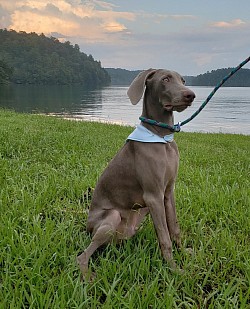 Greyson - Weimaraner