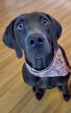 Bailee - Weimaraner