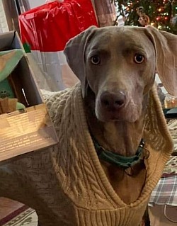 Gatsby - Weimaraner