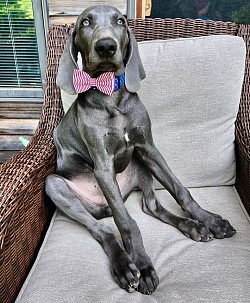 Gunther - Weimaraner