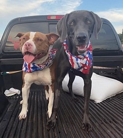 Bailee - Weimaraner
