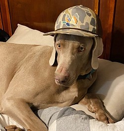 Benzee - Weimaraner