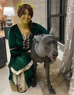 Dodge - Weimaraner