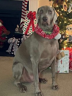 Franklin - Weimaraner