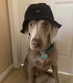 Gatsby - Weimaraner