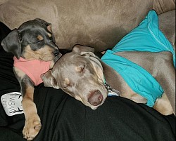Honey and Sassenach - Weimaraner