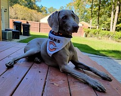 Vida - Weimaraner