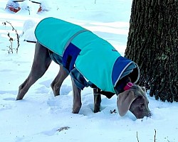 Minetta - Weimaraner