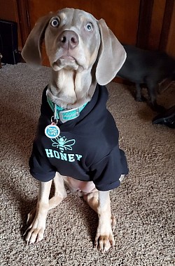 Honey - Weimaraner