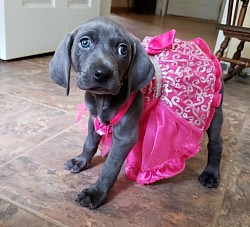 Gypsy - Weimaraner