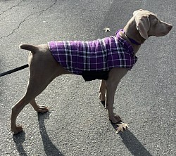Lavendar - Weimaraner
