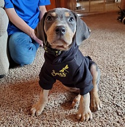 Sassenach - Weimaraner