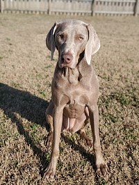 Lady (Alice) - Weimaraner