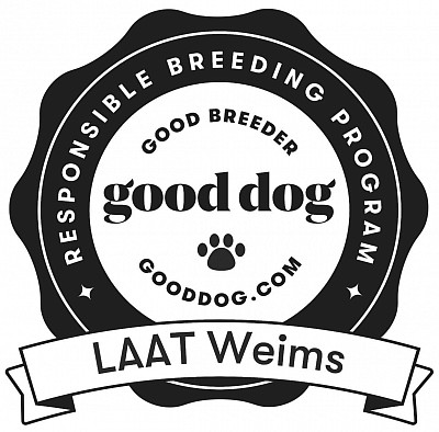 Good Dog Breeder profile:  LAAT WEIMS