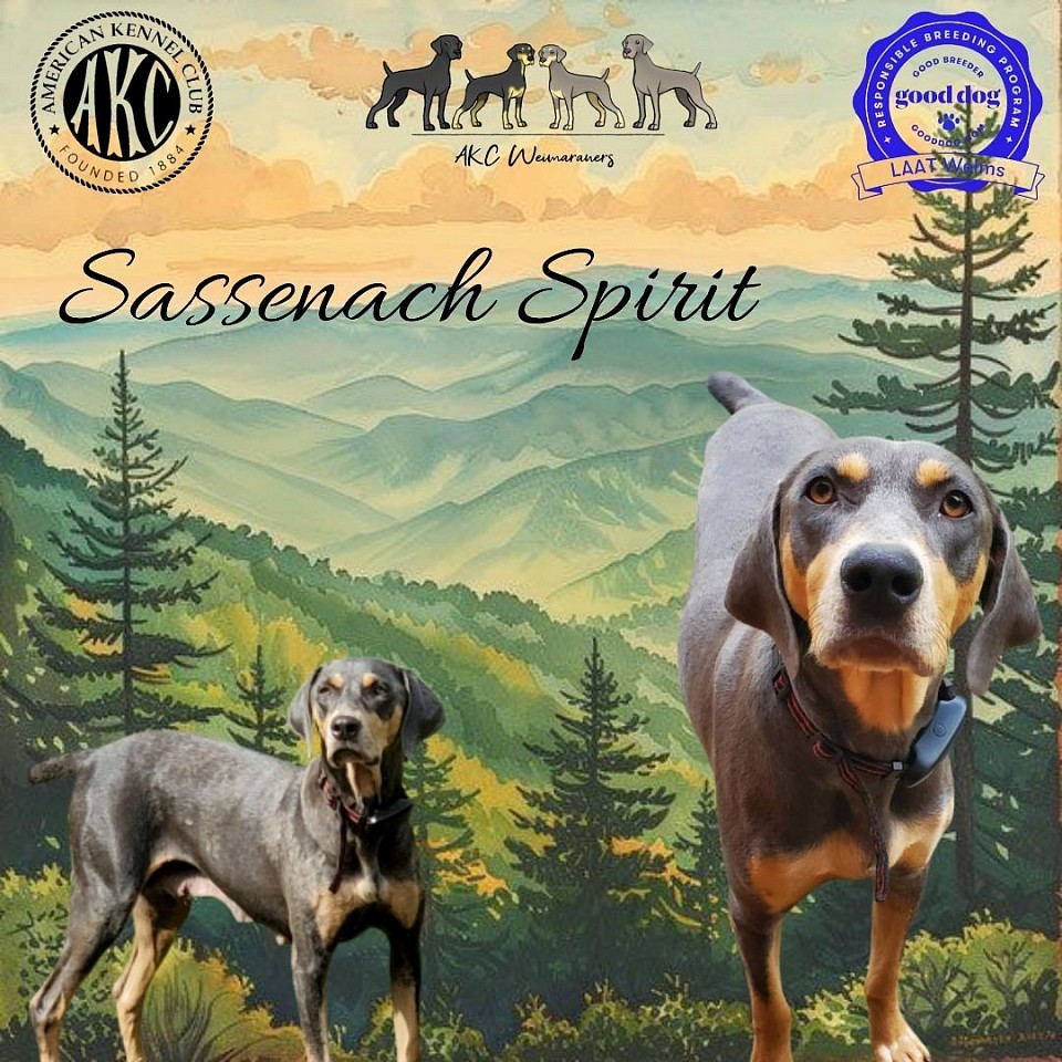 Sassenach Spirit - MOH weimaramer