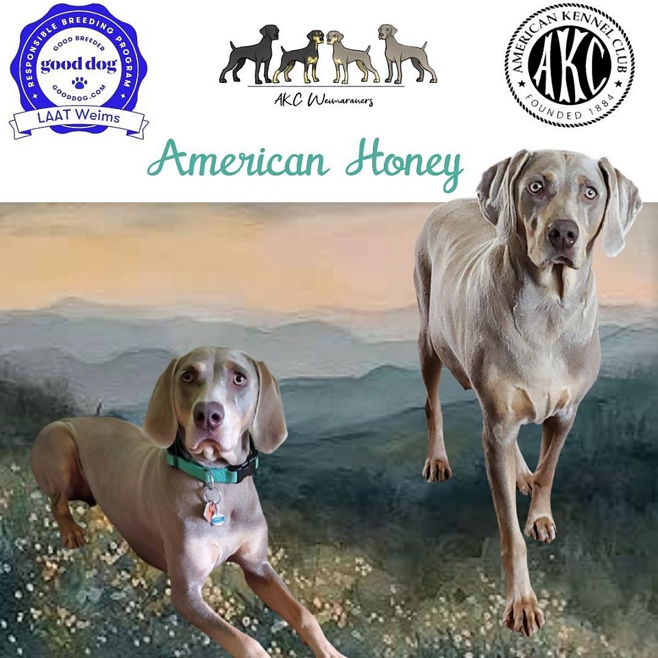 American Honey - MOH weimaraner