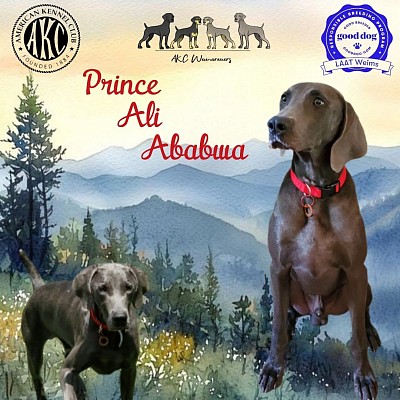 Prince Ali Ababwa - Blue Weimaraner