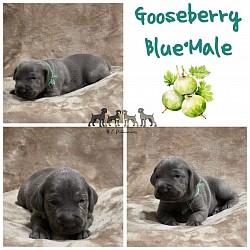 Gooseberry