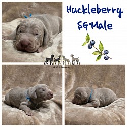 Huckleberry