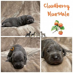 Cloudberry