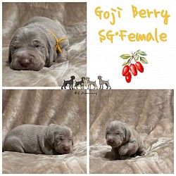 Goji berry