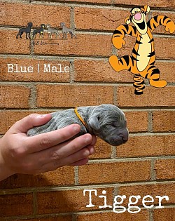 TIGGER
