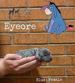 EYEORE