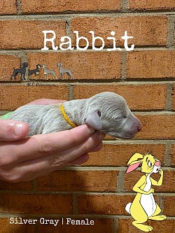 RABBIT