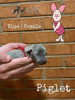 PIGLET
