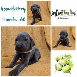 Gooseberry