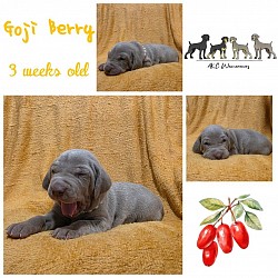 Goji berry