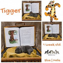 TIGGER
