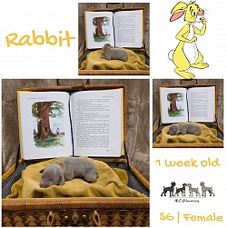 RABBIT