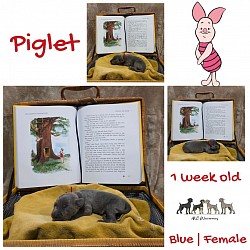 PIGLET