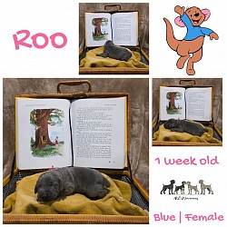 ROO