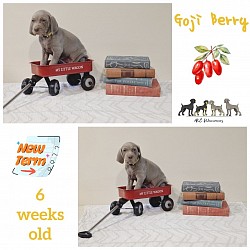 Goji berry