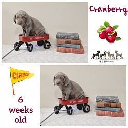Cranberry