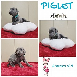 PIGLET