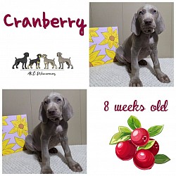 Cranberry (Silver Gray FEMALE)