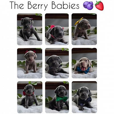 The Berry Babies