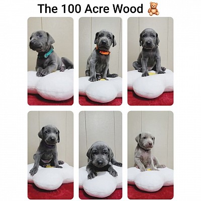 The 100 Acre Wood Litter