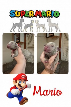 Mario - SG - Male