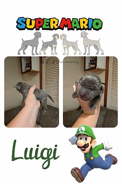 Luigi - Blue- Male