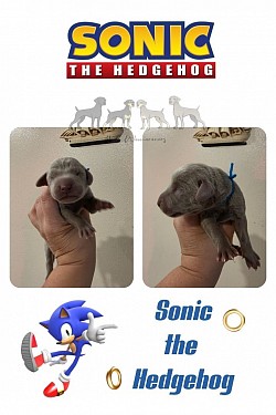 Sonic - SG - Male
