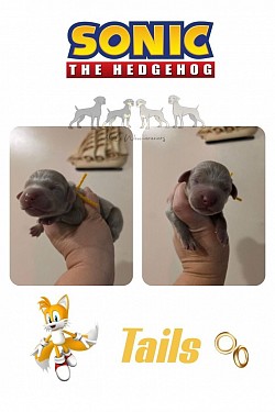 Tails - SG - Male